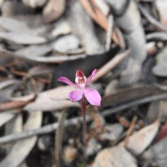 Caladenia fuscata (Dusky Fingers) at Wanniassa Hill - 3 Oct 2016 by RyuCallaway