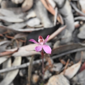 Caladenia fuscata at Wanniassa Hill - suppressed