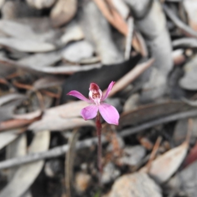 Caladenia fuscata (Dusky Fingers) at Wanniassa Hill - 4 Oct 2016 by ArcherCallaway