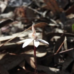 Caladenia fuscata at Wanniassa Hill - suppressed