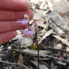 Caladenia fuscata (Dusky Fingers) at Wanniassa Hill - 4 Oct 2016 by ArcherCallaway