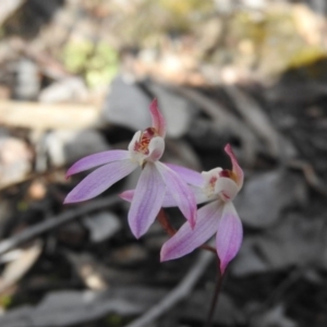 Caladenia fuscata at Wanniassa Hill - suppressed