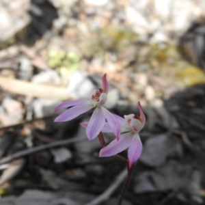 Caladenia fuscata at Wanniassa Hill - suppressed