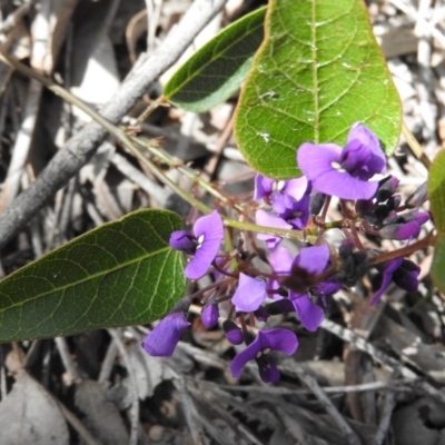 Hardenbergia violacea (False Sarsaparilla) at Wanniassa Hill - 4 Oct 2016 by ArcherCallaway