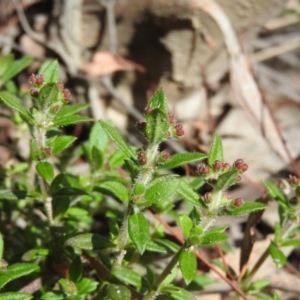 Pomax umbellata at Wanniassa Hill - 4 Oct 2016 10:01 AM