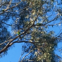 Polytelis swainsonii (Superb Parrot) at The Pinnacle - 23 Nov 2016 by annamacdonald