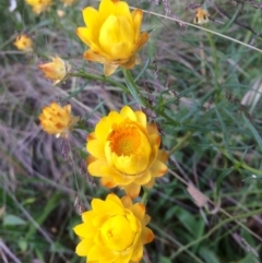 Xerochrysum viscosum (Sticky Everlasting) at Dunlop, ACT - 23 Nov 2016 by annamacdonald