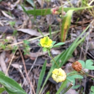 Trifolium campestre at Hawker, ACT - 23 Nov 2016 08:24 PM