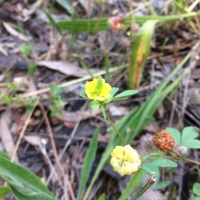 Trifolium campestre (Hop Clover) at Hawker, ACT - 23 Nov 2016 by annamacdonald