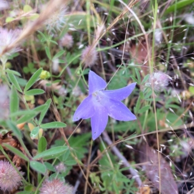 Wahlenbergia sp. (Bluebell) at The Pinnacle - 23 Nov 2016 by annamacdonald