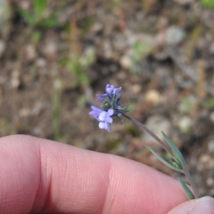 Linaria arvensis at Wanniassa Hill - 4 Oct 2016 10:13 AM