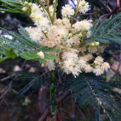 Acacia mearnsii (Black Wattle) at The Pinnacle - 23 Nov 2016 by annamacdonald