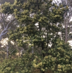 Acacia mearnsii at Hawker, ACT - 23 Nov 2016