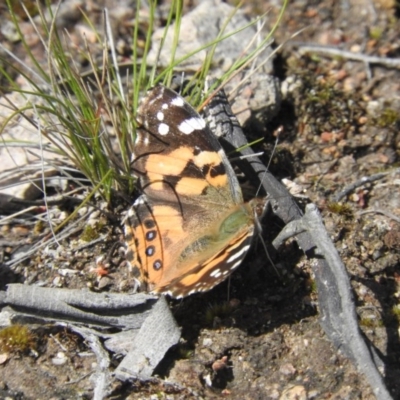 Vanessa kershawi (Australian Painted Lady) at Wanniassa Hill - 4 Oct 2016 by ArcherCallaway