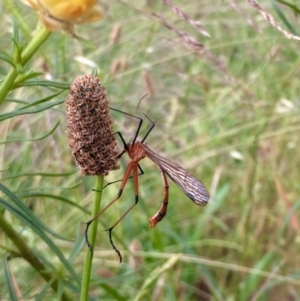 Harpobittacus australis at Dunlop, ACT - 23 Nov 2016 08:23 PM