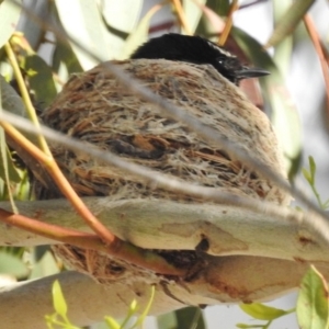 Rhipidura leucophrys at Kambah, ACT - 23 Nov 2016 06:23 PM