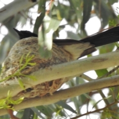 Rhipidura leucophrys at Kambah, ACT - 23 Nov 2016 06:23 PM