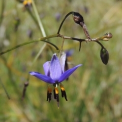 Dianella revoluta var. revoluta (Black-Anther Flax Lily) at Greenway, ACT - 17 Nov 2016 by MichaelBedingfield