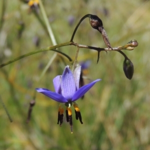 Dianella revoluta var. revoluta at Greenway, ACT - 17 Nov 2016