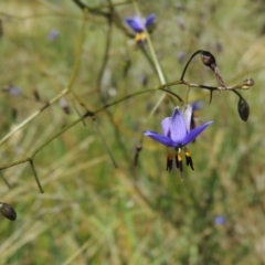 Dianella revoluta var. revoluta at Greenway, ACT - 17 Nov 2016