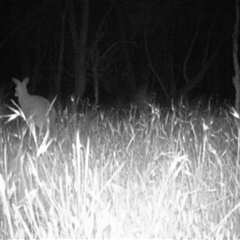 Macropus giganteus at Mulligans Flat - 23 Nov 2016 by MulligansFlat1