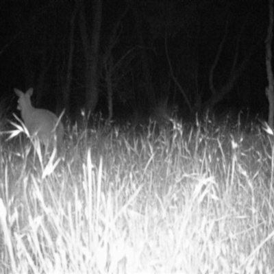 Macropus giganteus at Mulligans Flat - 22 Nov 2016 by MulligansFlat1