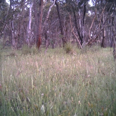 Unidentified at Mulligans Flat - 22 Nov 2016 by MulligansFlat1