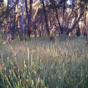 Macropus giganteus at Gungahlin, ACT - 23 Nov 2016 12:00 AM