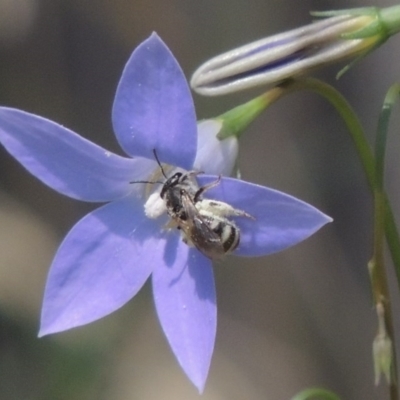 Lasioglossum (Chilalictus) sp. (genus & subgenus) (Halictid bee) at Conder, ACT - 5 Feb 2015 by MichaelBedingfield