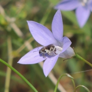 Lasioglossum (Chilalictus) sp. (genus & subgenus) at Pollinator-friendly garden Conder - 5 Feb 2015