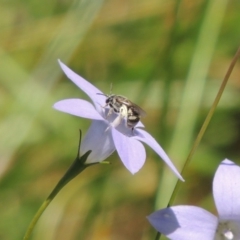 Lasioglossum (Chilalictus) sp. (genus & subgenus) at Pollinator-friendly garden Conder - 5 Feb 2015