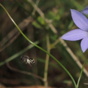 Lasioglossum (Chilalictus) sp. (genus & subgenus) at Pollinator-friendly garden Conder - 5 Feb 2015