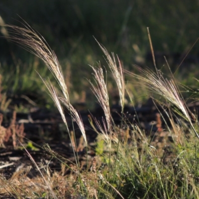 Austrostipa scabra subsp. falcata (Rough Spear-grass) at Pine Island to Point Hut - 17 Nov 2016 by michaelb