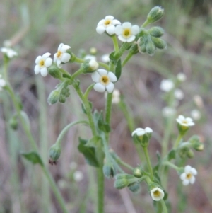 Hackelia suaveolens at Greenway, ACT - 17 Nov 2016