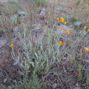 Chrysocephalum apiculatum at Greenway, ACT - 17 Nov 2016