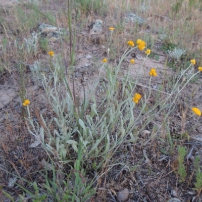 Chrysocephalum apiculatum (Common Everlasting) at Greenway, ACT - 17 Nov 2016 by michaelb