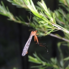 Harpobittacus australis (Hangingfly) at Greenway, ACT - 17 Nov 2016 by michaelb