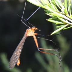 Harpobittacus australis at Greenway, ACT - 17 Nov 2016 08:25 PM