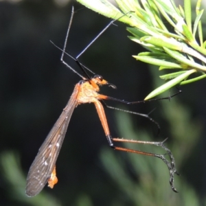 Harpobittacus australis at Greenway, ACT - 17 Nov 2016 08:25 PM