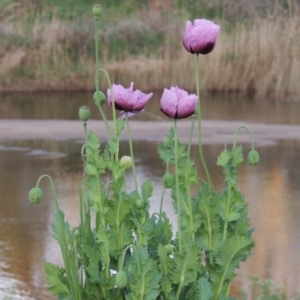 Papaver somniferum at Paddys River, ACT - 15 Oct 2016 12:00 AM