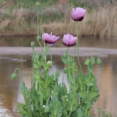 Papaver somniferum (Opium Poppy) at Paddys River, ACT - 14 Oct 2016 by michaelb
