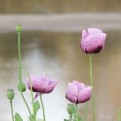 Papaver somniferum at Paddys River, ACT - 15 Oct 2016 12:00 AM