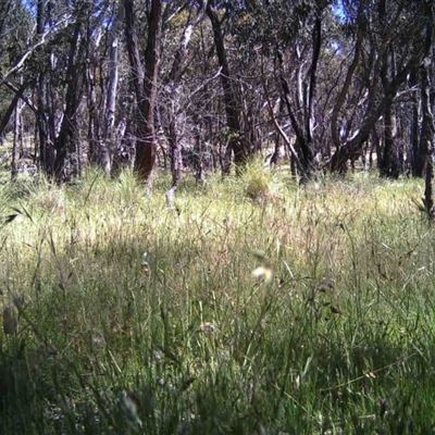 Unidentified at Mulligans Flat - 23 Nov 2016 by MulligansFlat1