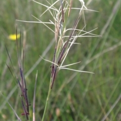 Aristida ramosa (Purple Wire Grass) at Kambah, ACT - 9 Mar 2010 by MatthewFrawley