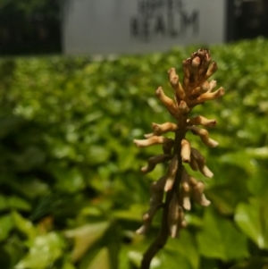 Gastrodia sesamoides at Barton, ACT - suppressed