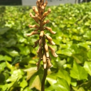 Gastrodia sesamoides at Barton, ACT - suppressed