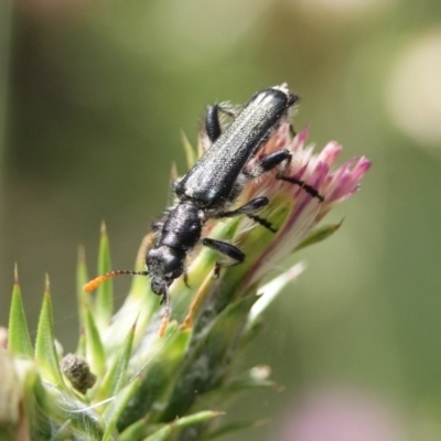 Eleale simplex (Clerid beetle) at Cuumbeun Nature Reserve - 20 Nov 2016 by roymcd