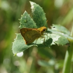 Ocybadistes walkeri (Green Grass-dart) at Griffith Woodland - 21 Nov 2016 by roymcd