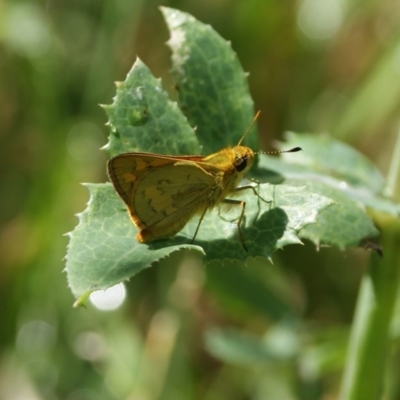 Ocybadistes walkeri (Green Grass-dart) at Narrabundah, ACT - 22 Nov 2016 by roymcd