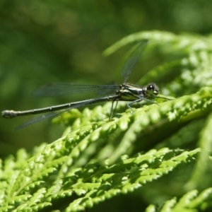 Austroargiolestes icteromelas at Canberra Central, ACT - 24 Nov 2016